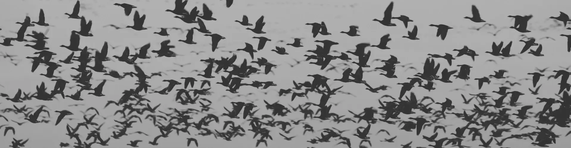 migrating birds in flight